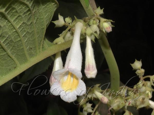 Oblong-Leaf Henckelia